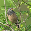 Rosy Starling-250116-254MSDCF-FYP08545-W.jpg