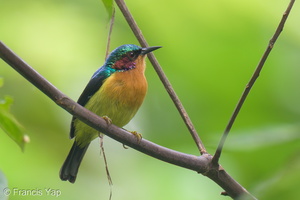 Ruby-cheeked Sunbird-210904-118MSDCF-FRY09997-W.jpg