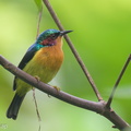Ruby-cheeked Sunbird-210904-118MSDCF-FRY09997-W.jpg