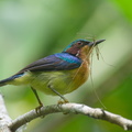 Ruby-cheeked Sunbird-220617-149MSDCF-FYP04397-W.jpg
