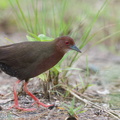 Ruddy-breasted Crake-121021-102EOS1D-FY1X9116-W.jpg