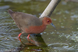 Ruddy-breasted Crake-251230-146FRYAP-FYA08614-W.jpg