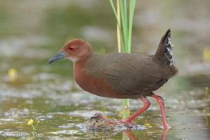 Ruddy-breasted Crake-260111-149FRYAP-FYA04100-W.jpg