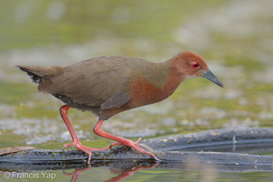Ruddy-breasted Crake-260111-149FRYAP-FYA04309-W.jpg