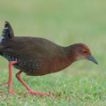 Ruddy-breasted Crake-260115-150FRYAP-FYA00323-W.jpg