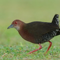 Ruddy-breasted Crake-260115-150FRYAP-FYA00698-W.jpg