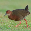 Ruddy-breasted Crake-260115-150FRYAP-FYA00926-W.jpg