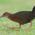 Ruddy-breasted Crake-260115-150FRYAP-FYA02704-W.jpg