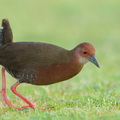 Ruddy-breasted Crake-260115-150FRYAP-FYA03001-W.jpg