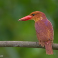 Ruddy Kingfisher-111110-109EOS7D-IMG_3095-W.jpg