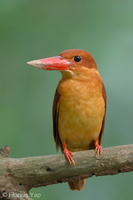 Ruddy Kingfisher-111204-110EOS7D-IMG_0735-W.jpg