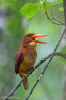 Ruddy Kingfisher-250504-106FRYAP-FYA01186-W.jpg