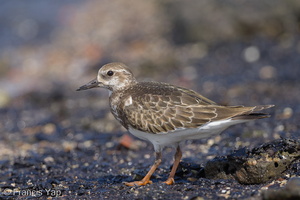 Ruddy Turnstone-131005-110EOS1D-FY1X4512-W.jpg
