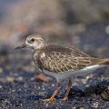Ruddy Turnstone-131005-110EOS1D-FY1X4512-W.jpg