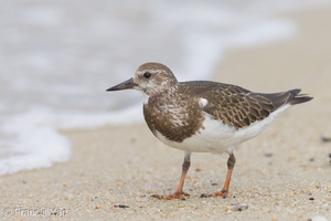 Ruddy Turnstone-131013-110EOS1D-FY1X6901-W.jpg