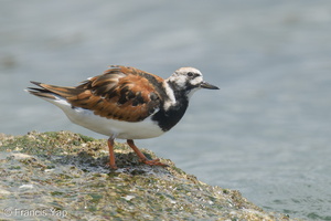 Ruddy Turnstone-220410-145MSDCF-FRY04239-W.jpg
