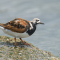 Ruddy Turnstone-220410-145MSDCF-FRY04239-W.jpg