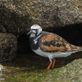 Ruddy Turnstone-220410-145MSDCF-FRY06626-W.jpg