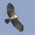 Rufous-bellied Eagle-120106-107EOS1D-FYAP2048-W.jpg