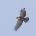 Rufous-bellied Eagle-200322-120EOS1D-F1X20003-W.jpg