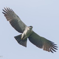 Rufous-bellied Eagle-220205-139MSDCF-FRY00725-W.jpg