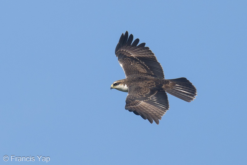 Rufous-bellied_Eagle-241027-249MSDCF-FYP03315-W.jpg