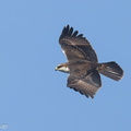 Rufous-bellied Eagle-241027-249MSDCF-FYP03315-W.jpg