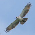 Rufous-bellied_Eagle-260307-159FRYAP-FYA08366-W.jpg