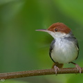 Rufous-tailed Tailorbird-160820-103EOS1D-F1X26550-W.jpg