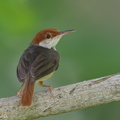 Rufous-tailed Tailorbird-160820-103EOS1D-F1X26578-W.jpg