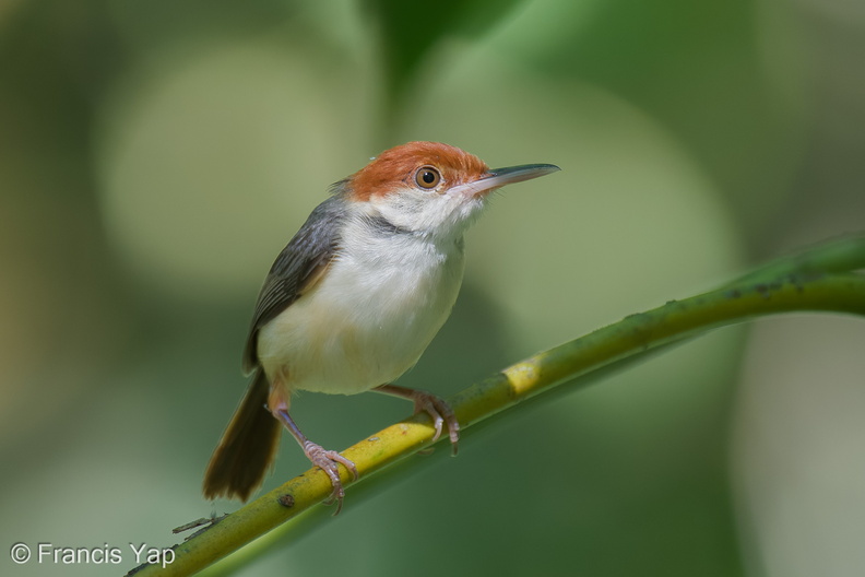 Rufous-tailed_Tailorbird-240514-228MSDCF-FYP02601-W.jpg