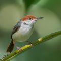 Rufous-tailed Tailorbird-240514-228MSDCF-FYP02601-W.jpg
