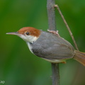 Rufous-tailed Tailorbird-240514-228MSDCF-FYP03235-W.jpg