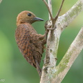 Rufous Woodpecker-190805-119ND500-FYP_0827-W.jpg