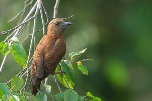 Rufous Woodpecker-220601-148MSDCF-FYP03404-W.jpg