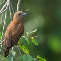 Rufous Woodpecker-220601-148MSDCF-FYP03404-W.jpg