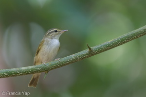 Sakhalin Leaf Warbler-140305-114EOS1D-FY1X7670-W.jpg