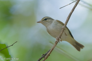 Sakhalin Leaf Warbler-140312-114EOS1D-FY1X8811-W.jpg