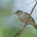 Sakhalin Leaf Warbler-140312-114EOS1D-FY1X8811-W.jpg