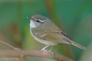 Sakhalin Leaf Warbler-251230-147FRYAP-FYA03452-W.jpg