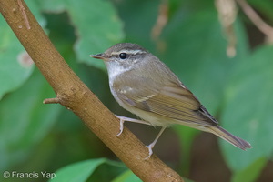 Sakhalin Leaf Warbler-260105-148FRYAP-FYA02887-W.jpg