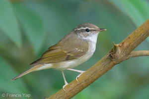 Sakhalin Leaf Warbler-260105-148FRYAP-FYA03474-W.jpg