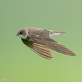 Sand Martin-201128-125MSDCF-FYP09174-W.jpg