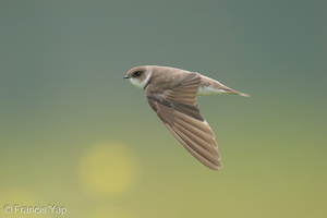 Sand Martin-201128-125MSDCF-FYP09286-W.jpg