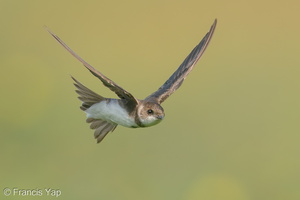 Sand Martin-201231-128MSDCF-FYP02278-W.jpg