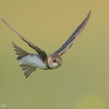 Sand Martin-201231-128MSDCF-FYP02278-W.jpg