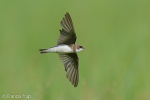 Sand Martin-221225-160MSDCF-FYP09187-W.jpg