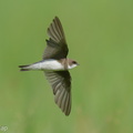 Sand Martin-221225-160MSDCF-FYP09187-W.jpg