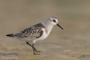 Sanderling-120919-101EOS1D-FY1X7288-W.jpg
