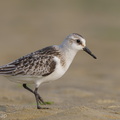 Sanderling-120919-101EOS1D-FY1X7288-W.jpg